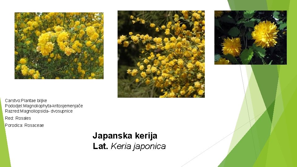 Carstvo: Plantae biljke Pododjel: Magnoliophyta-kritosjemenjače Razred: Magnoliopsida- dvosupnice Red: Rosales Porodica: Rosaceae Japanska kerija