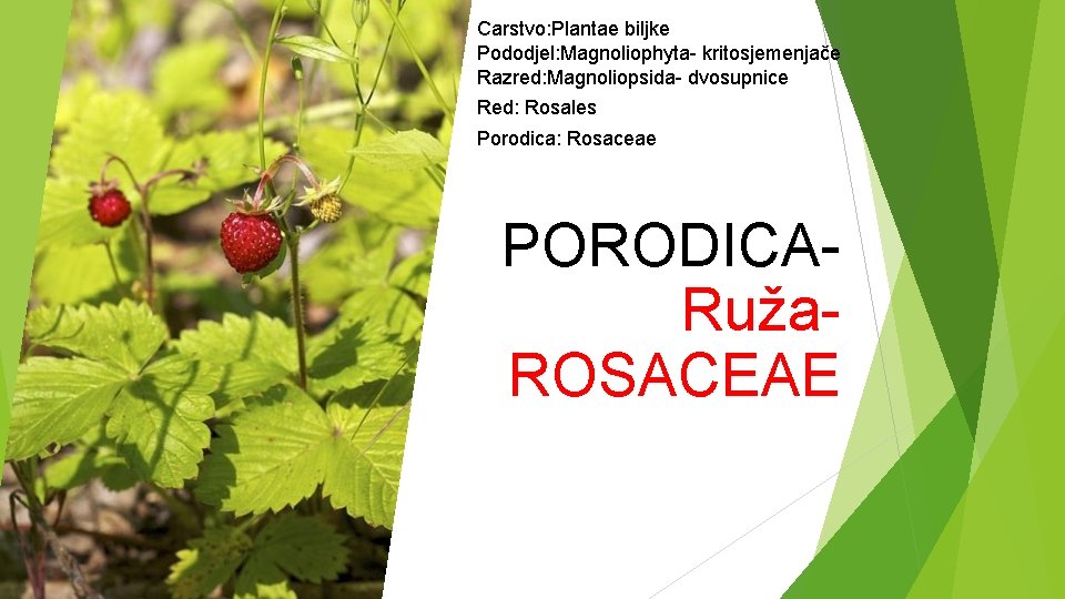 Carstvo: Plantae biljke Pododjel: Magnoliophyta- kritosjemenjače Razred: Magnoliopsida- dvosupnice Red: Rosales Porodica: Rosaceae PORODICARuža.