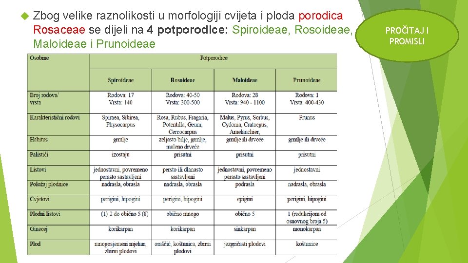  Zbog velike raznolikosti u morfologiji cvijeta i ploda porodica Rosaceae se dijeli na