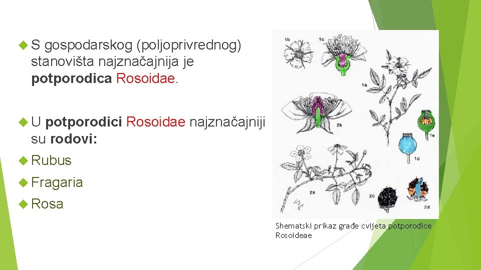  S gospodarskog (poljoprivrednog) stanovišta najznačajnija je potporodica Rosoidae. U potporodici Rosoidae najznačajniji su