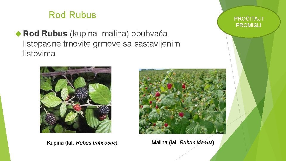 Rod Rubus PROČITAJ I PROMISLI Rod Rubus (kupina, malina) obuhvaća listopadne trnovite grmove sa
