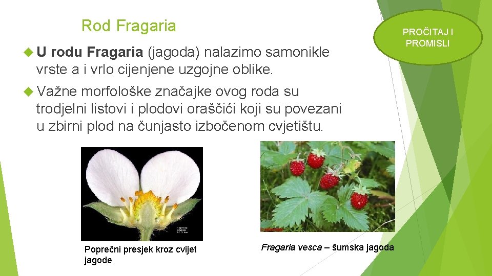 Rod Fragaria U rodu Fragaria (jagoda) nalazimo samonikle vrste a i vrlo cijenjene uzgojne