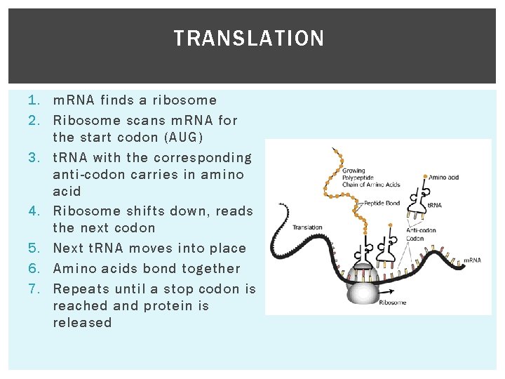 TRANSLATION 1. m. RNA finds a ribosome 2. Ribosome scans m. RNA for the