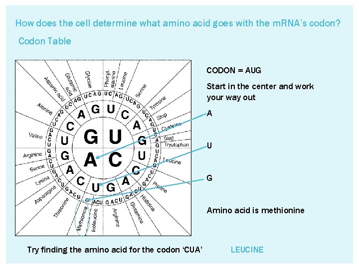 How does the cell determine what amino acid goes with the m. RNA’s codon?