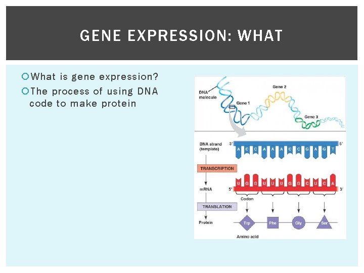 GENE EXPRESSION: WHAT What is gene expression? The process of using DNA code to