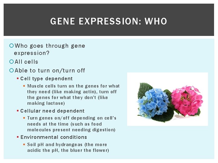 GENE EXPRESSION: WHO Who goes through gene expression? All cells Able to turn on/turn