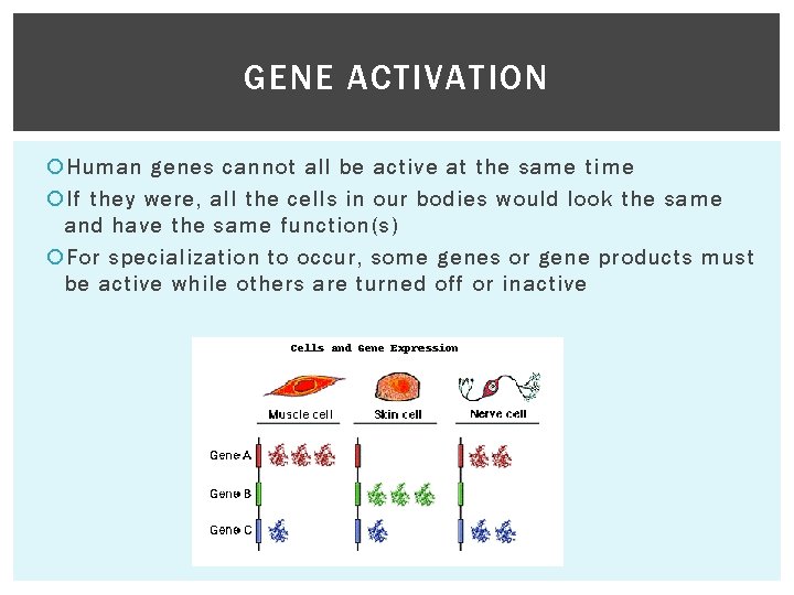 GENE ACTIVATION Human genes cannot all be active at the same time If they