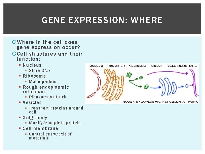 GENE EXPRESSION: WHERE Where in the cell does gene expression occur? Cell structures and