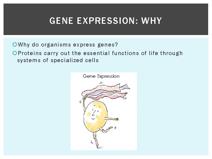 GENE EXPRESSION: WHY Why do organisms express genes? Proteins carry out the essential functions