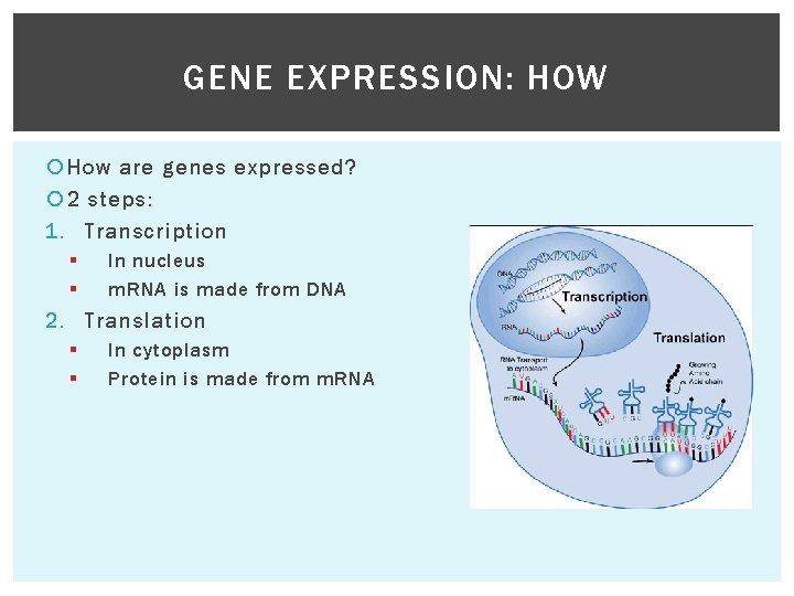 GENE EXPRESSION: HOW How are genes expressed? 2 steps: 1. Transcription § § In