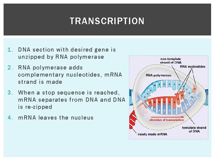 TRANSCRIPTION 1. DNA section with desired gene is unzipped by RNA polymerase 2. RNA