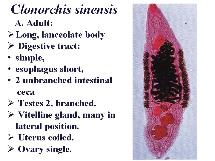 Clonorchis sinensis A. Adult: Ø Long, lanceolate body Ø Digestive tract: • simple, •