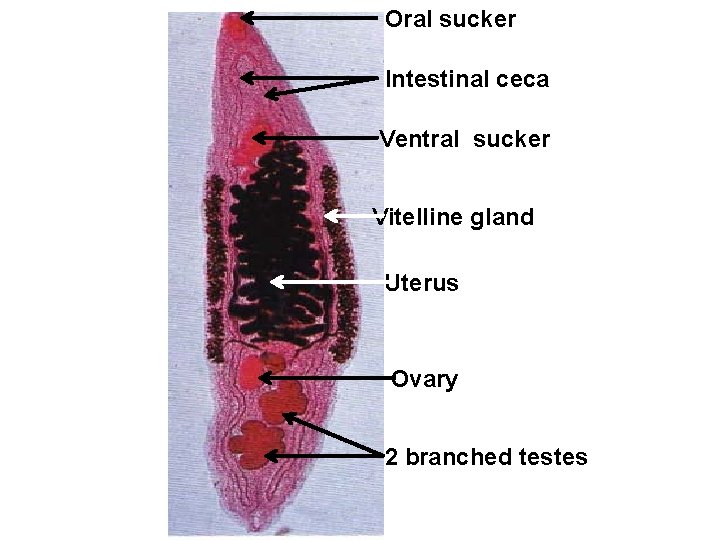 Oral sucker Intestinal ceca Ventral sucker Vitelline gland Uterus Ovary 2 branched testes 