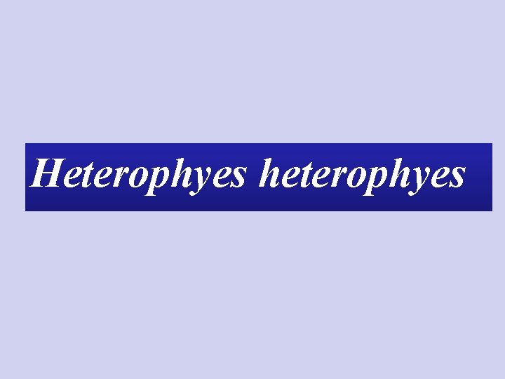 Heterophyes heterophyes 