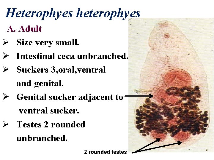 Heterophyes heterophyes A. Adult Ø Size very small. Ø Intestinal ceca unbranched. Ø Suckers