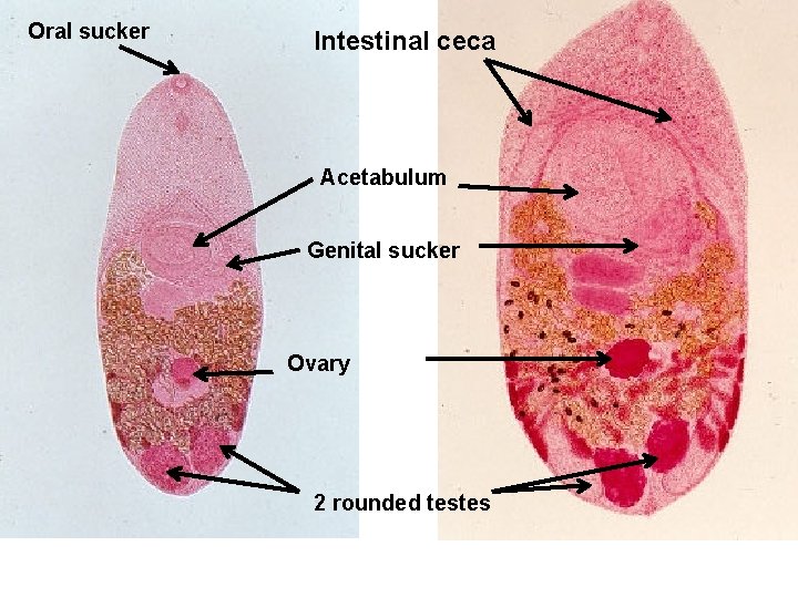 Oral sucker Intestinal ceca Acetabulum Genital sucker Ovary 2 rounded testes 