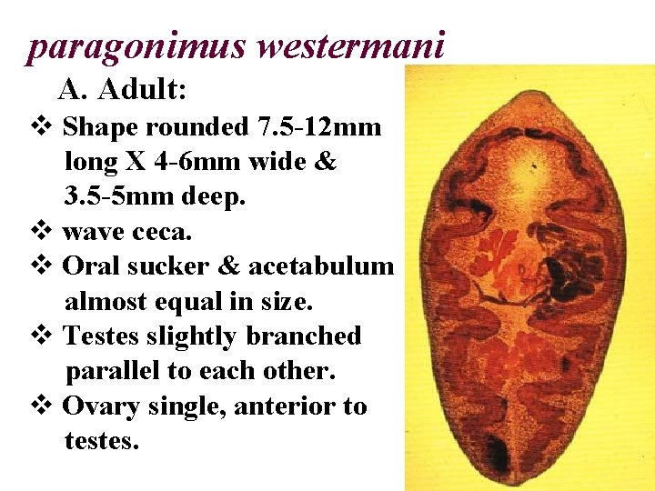 paragonimus westermani A. Adult: v Shape rounded 7. 5 -12 mm long X 4