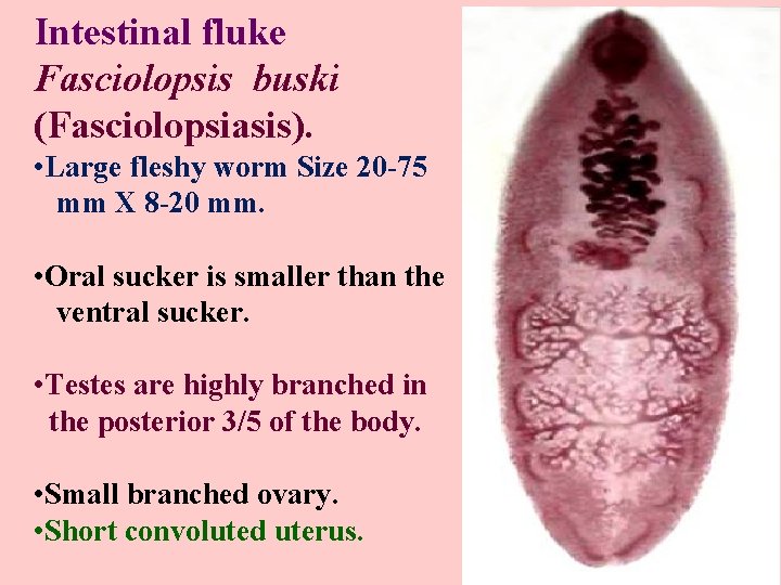 Intestinal fluke Fasciolopsis buski (Fasciolopsiasis). • Large fleshy worm Size 20 -75 mm X