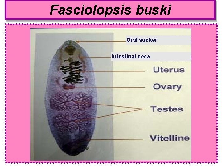 Fasciolopsis buski Oral sucker Intestinal ceca 