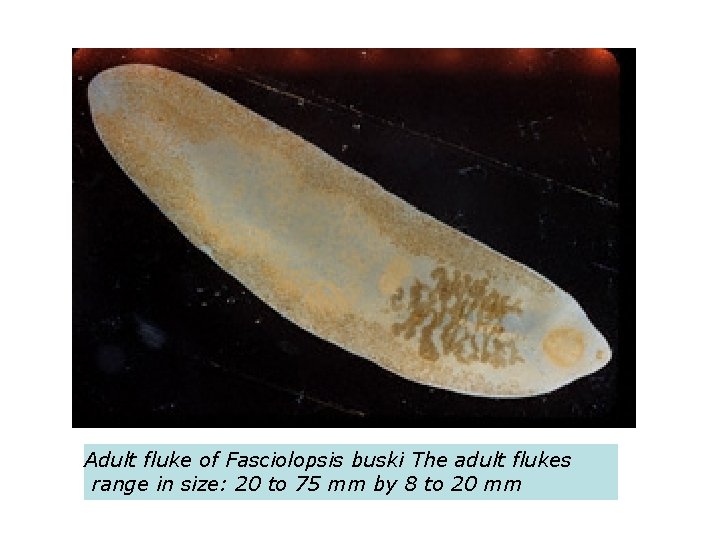 Adult fluke of Fasciolopsis buski The adult flukes range in size: 20 to 75