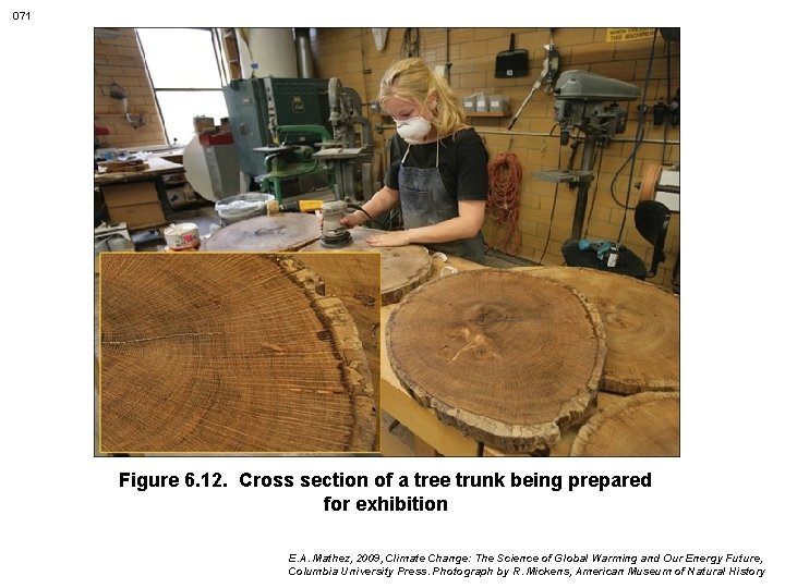 071 Figure 6. 12. Cross section of a tree trunk being prepared for exhibition