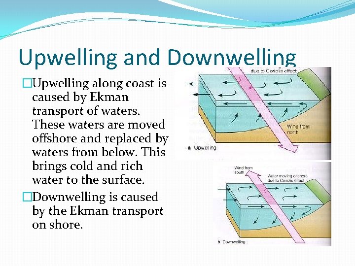 Upwelling and Downwelling �Upwelling along coast is caused by Ekman transport of waters. These