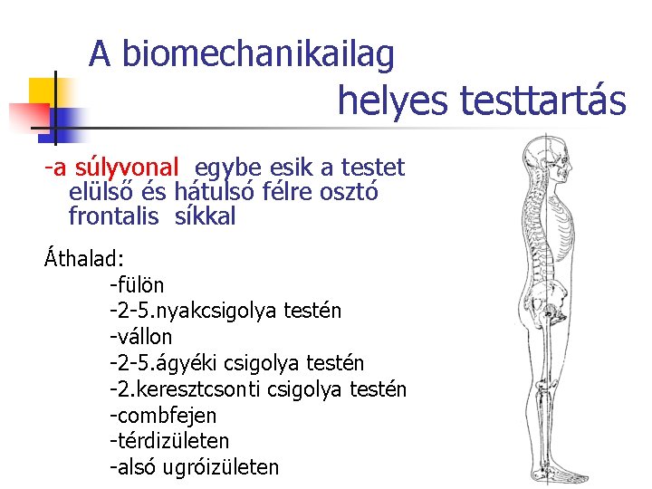 A biomechanikailag helyes testtartás -a súlyvonal egybe esik a testet elülső és hátulsó félre