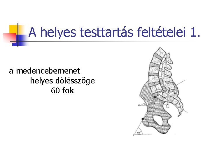 A helyes testtartás feltételei 1. a medencebemenet helyes dőlésszöge 60 fok 