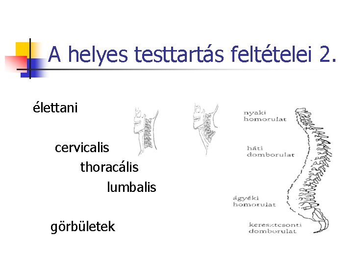 A helyes testtartás feltételei 2. élettani cervicalis thoracális lumbalis görbületek 