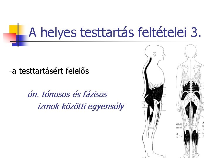 A helyes testtartás feltételei 3. -a testtartásért felelős ún. tónusos és fázisos izmok közötti