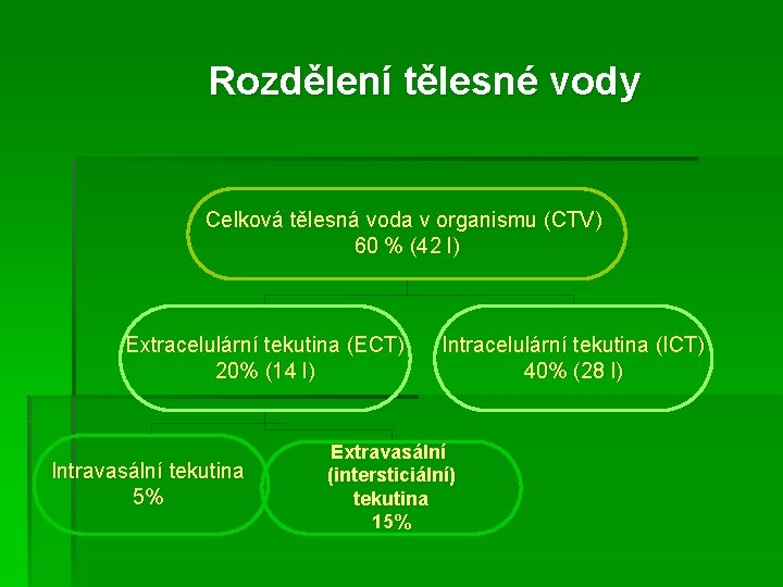 Rozdělení tělesné vody Celková tělesná voda v organismu (CTV) 60 % (42 l) Extracelulární