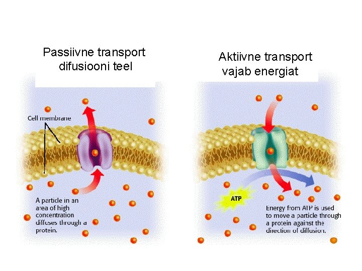 Passiivne transport difusiooni teel Aktiivne transport vajab energiat 