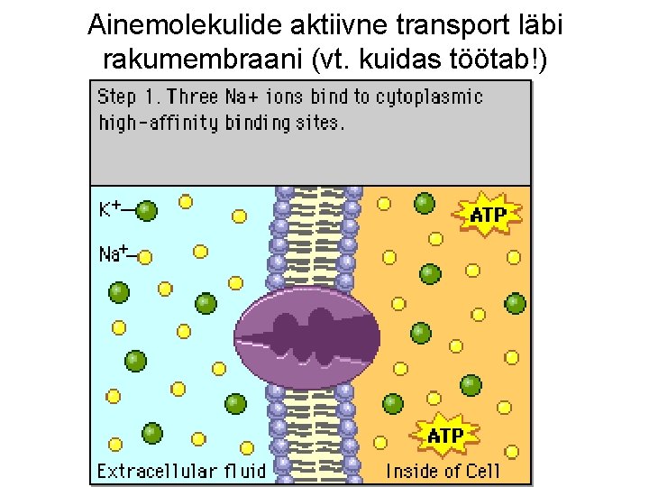 Ainemolekulide aktiivne transport läbi rakumembraani (vt. kuidas töötab!) 