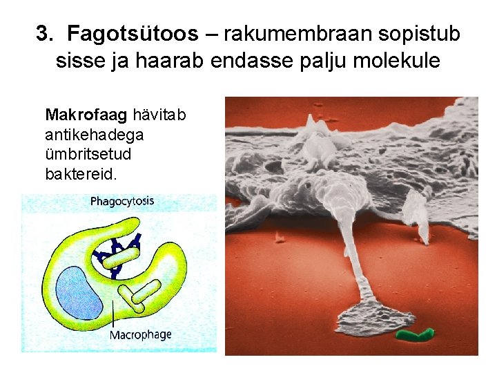 3. Fagotsütoos – rakumembraan sopistub sisse ja haarab endasse palju molekule Makrofaag hävitab antikehadega