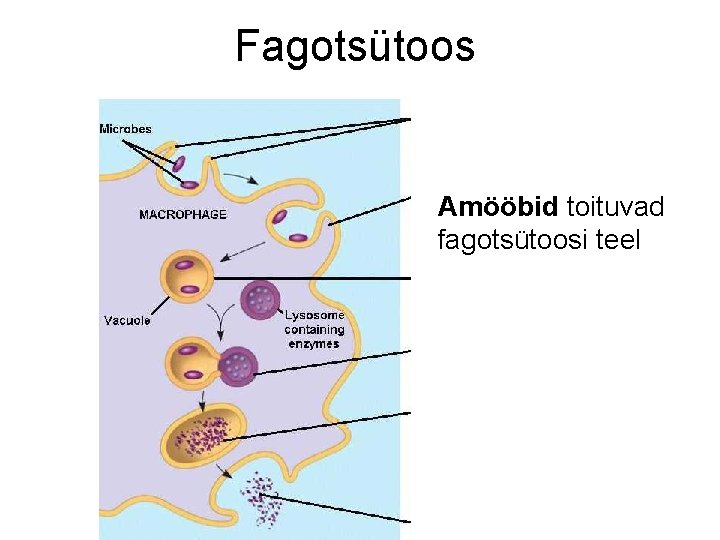 Fagotsütoos Amööbid toituvad fagotsütoosi teel 
