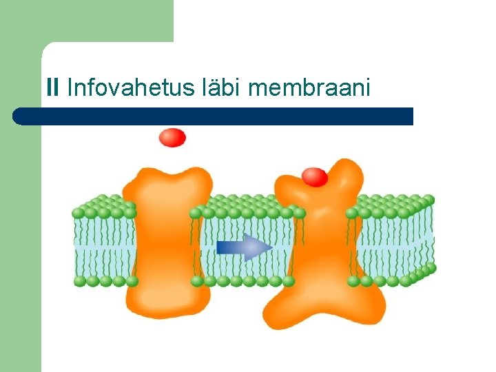 II Infovahetus läbi membraani 