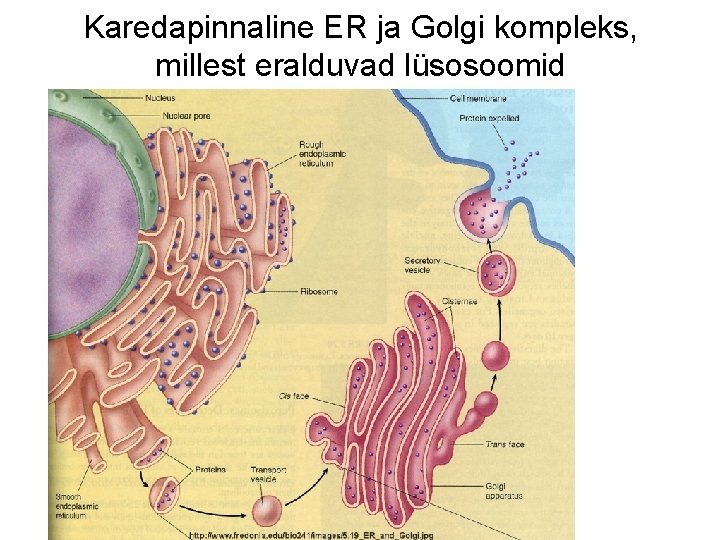 Karedapinnaline ER ja Golgi kompleks, millest eralduvad lüsosoomid 