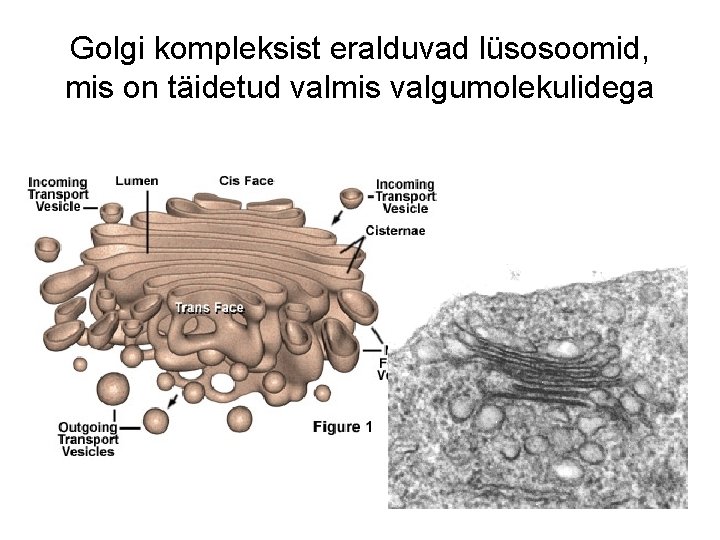 Golgi kompleksist eralduvad lüsosoomid, mis on täidetud valmis valgumolekulidega 