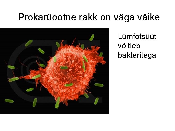 Prokarüootne rakk on väga väike Lümfotsüüt võitleb bakteritega 