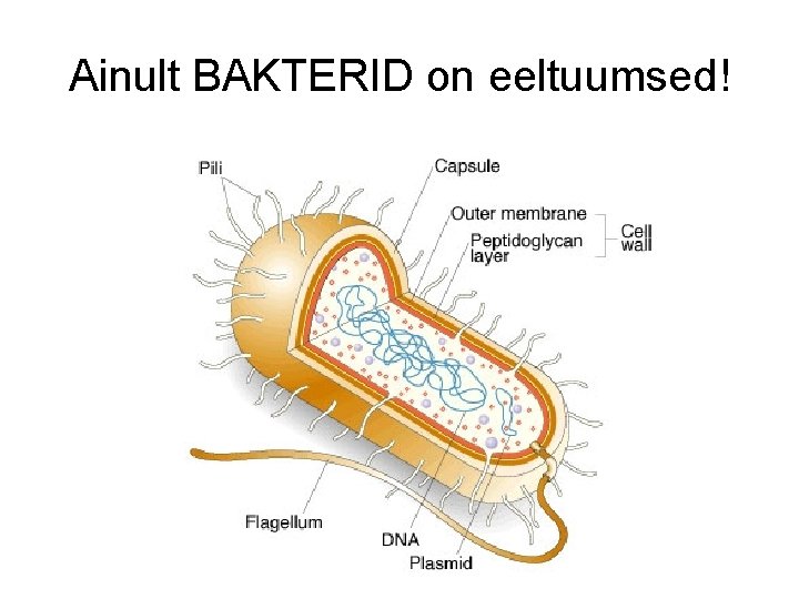 Ainult BAKTERID on eeltuumsed! 