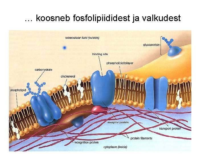 … koosneb fosfolipiididest ja valkudest 