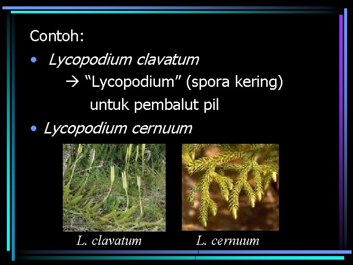 Contoh: • Lycopodium clavatum “Lycopodium” (spora kering) untuk pembalut pil • Lycopodium cernuum L.