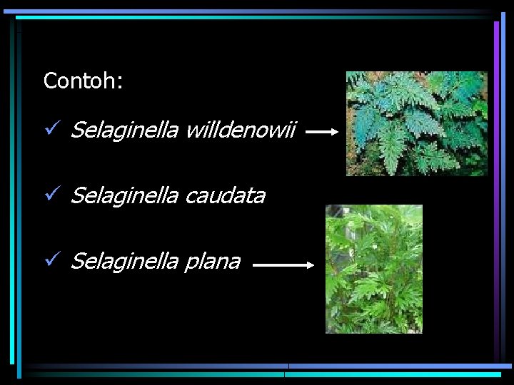 Contoh: ü Selaginella willdenowii ü Selaginella caudata ü Selaginella plana 