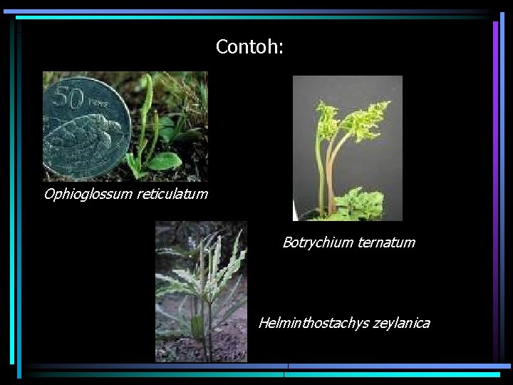 Contoh: Ophioglossum reticulatum Botrychium ternatum Helminthostachys zeylanica 