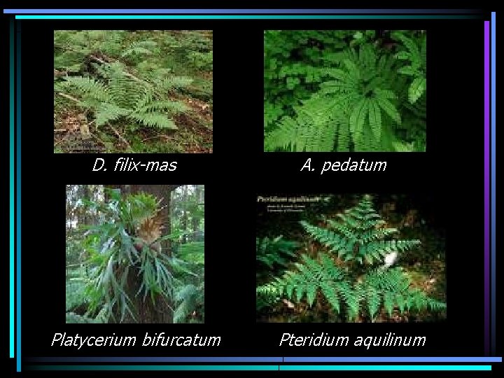 D. filix-mas Platycerium bifurcatum A. pedatum Pteridium aquilinum 