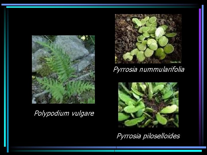 Pyrrosia nummularifolia Polypodium vulgare Pyrrosia piloselloides 