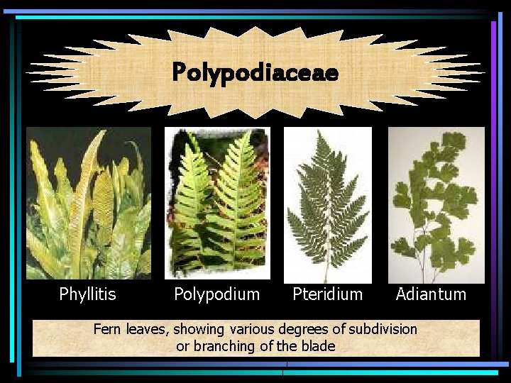 Polypodiaceae Phyllitis Polypodium Pteridium Adiantum Fern leaves, showing various degrees of subdivision or branching