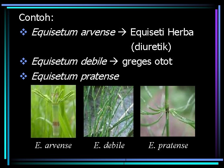 Contoh: v Equisetum arvense Equiseti Herba (diuretik) v Equisetum debile greges otot v Equisetum