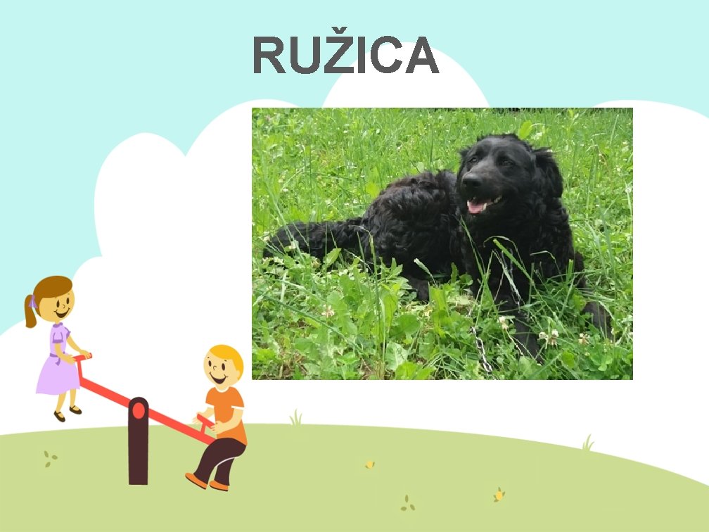 RUŽICA 