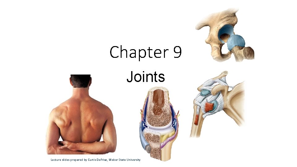 Chapter 9 Joints Lecture slides prepared by Curtis